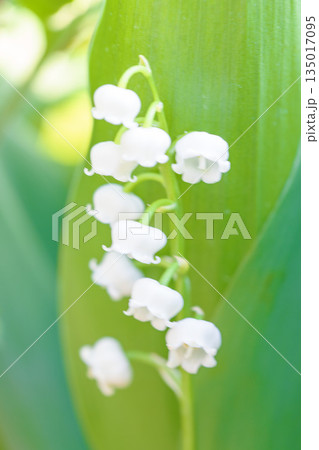 家の周りの草花　四季の色々　庭の木陰に白い小さなスズラン花が咲き始めましたました 135017095