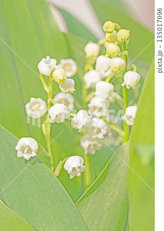 家の周りの草花　四季の色々　庭の木陰に白い小さなスズラン花が咲き始めましたました 135017096