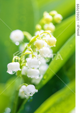 家の周りの草花　四季の色々　庭の木陰に白い小さなスズラン花が咲き始めましたました 135017099