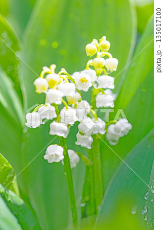 家の周りの草花 四季の色々 庭の木陰に白い小さなスズラン花が咲き始めましたました 家の周りの草花 四季の色々 庭の木陰に白い小さなスズラン花が咲き始めましたました 135017100
