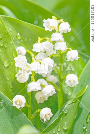 家の周りの草花　四季の色々　庭の木陰に白い小さなスズラン花が咲き始めましたました 135017105