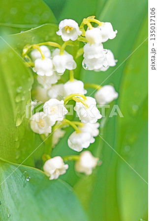 家の周りの草花　四季の色々　庭の木陰に白い小さなスズラン花が咲き始めましたました 135017106