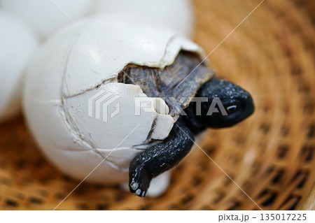 孵化の瞬間　ウミガメの赤ちゃん　生命の誕生　殻を破る　小さな命 135017225