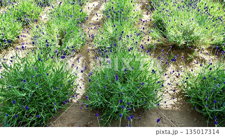開花前の紫色のラベンダー 135017314