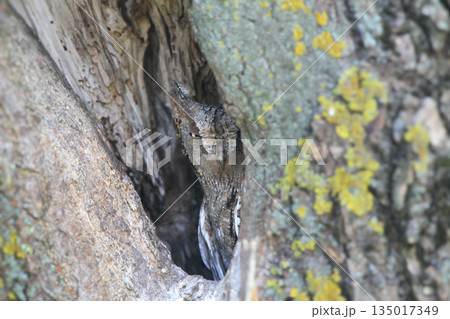 Eurasian scops owl (Otus scops) Eurasian scops owl (Otus scops) 135017349