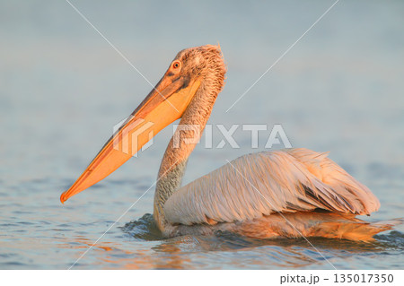Dalmatian pelican (Pelecanus crispus) Dalmatian pelican (Pelecanus crispus) 135017350