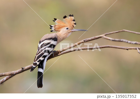 Various common hoopoes (Upupa epops) Various common hoopoes (Upupa epops) 135017352