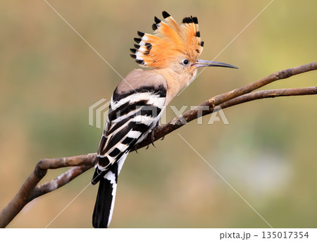 Various common hoopoes (Upupa epops) Various common hoopoes (Upupa epops) 135017354