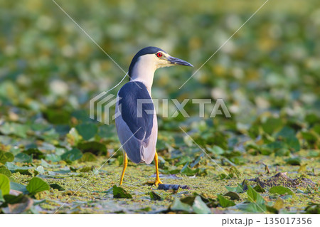 Portrait of black-crowned night heron (Nycticorax nycticorax) 135017356