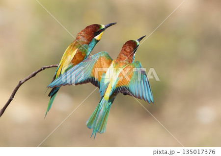 European bee-eater (Merops apiaster) 135017376
