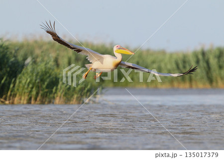 great white pelican (Pelecanus onocrotalus) great white pelican (Pelecanus onocrotalus) 135017379