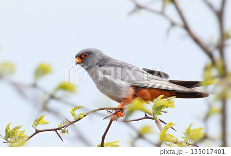 The red-footed falcon (Falco vespertinus) 135017401