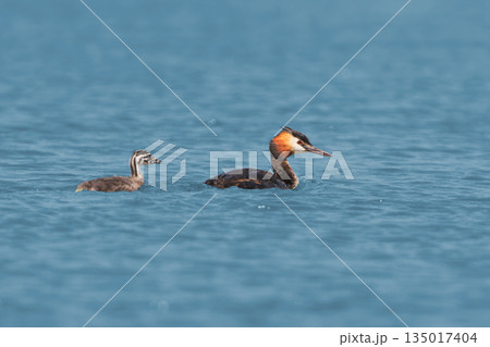 great crested grebe (Podiceps cristatus) 135017404