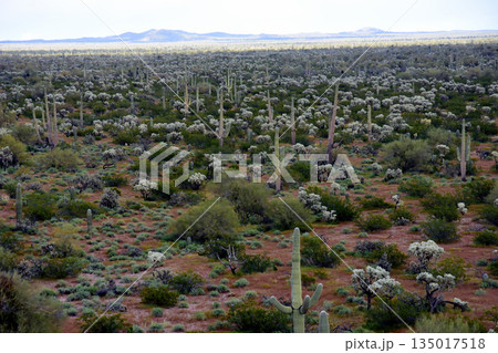 Landscape Sonoran Desert Arizona 135017518