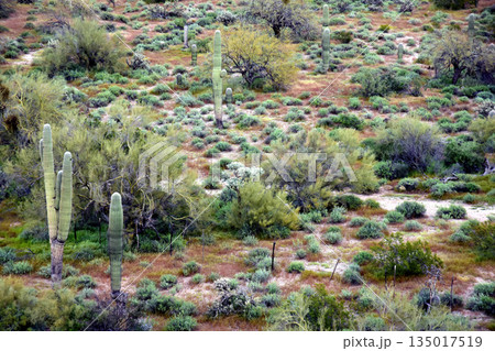 Landscape Sonoran Desert Arizona 135017519