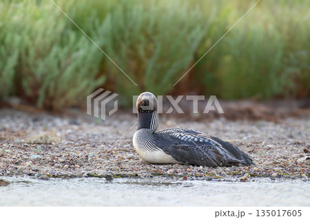 The black-throated loon (Gavia arctica) 135017605