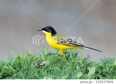 Black-headed Wagtail (Motacilla feldegg) 135017609
