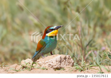 European bee-eater (Merops apiaster) 135017611