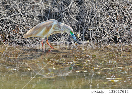 squacco heron (Ardeola ralloides) squacco heron (Ardeola ralloides) 135017612