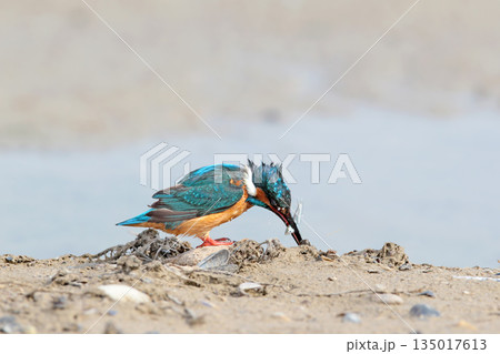 common kingfisher (Alcedo atthis) common kingfisher (Alcedo atthis) 135017613