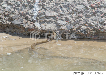 Dice snake (Natrix tessellata) prey Dice snake (Natrix tessellata) prey 135017617
