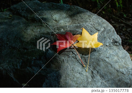 石の上に並ぶ赤と黄色のモミジの葉 135017778