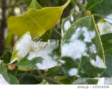 庭木の葉に発生したうどんこ病の症状 庭木の葉に発生したうどんこ病の症状 135018206