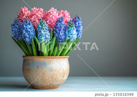 Perfect for a variety of buyers. Hyacinth plant with purple flowers on a white background. Potted spring plant. Perfect for a variety of buyers. Hyacinth plant with purple flowers on a white background. Potted spring plant. 135018399