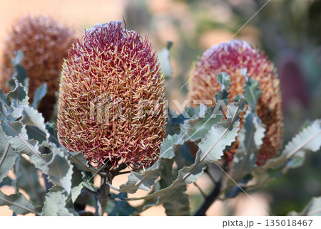 Close up of pink flowers and grey green serrated leaves of the Australian native Firewood Banksia, Banksia menziesii, family Proteaceae. Endemic to Western Australia.  135018467