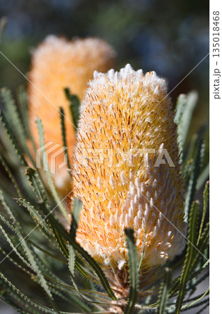 Close up of orange and white flowers of the Australian native Banksia hookeriana, family Proteaceae. Endemic to Geraldton plains, southwest Western Australia. Common name is Hookers banksia 135018468