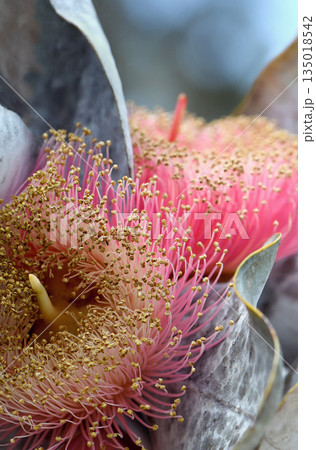 Close up of large pink red blossoms and yellow stamens of the Australian native Mottlecah, Eucalyptus macrocarpa, family Myrtaceae. Endemic to Western Australia. Flowers are the largest for the genus. 135018542