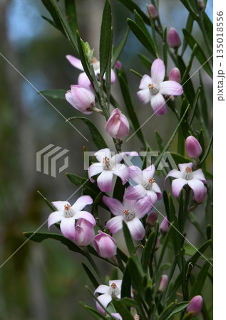 Flowers of the Australian native Pink Waxflower, Eriostemon australasius, family Rutaceae, growing in Sydney woodland. Endemic to dry sclerophyll forest and heath on sandstone in NSW and Queensland. Flowers of the Australian native Pink Waxflower, Eriostemon australasius, family Rutaceae, growing in Sydney woodland. Endemic to dry sclerophyll forest and heath on sandstone in NSW and Queensland. 135018556