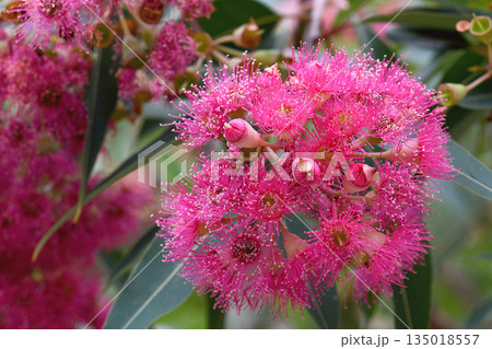 Beautiful pink blossoms and dark green leaves of Australian native Corymbia ficifolia ornamental flowering gum tree, family Myrtaceae. Summer flowering. 135018557