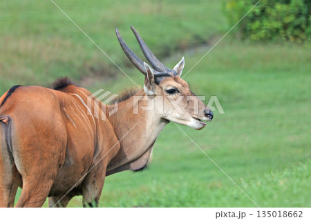 エランド 135018662