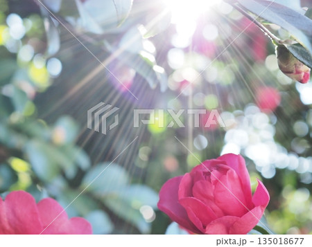 山茶花のつぼみに太陽の光があたってます 山茶花のつぼみに太陽の光があたってます 135018677