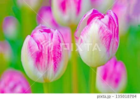 家の周りの草花　四季の色々　植物園の花壇に美しい早咲きのチュウリップの花が咲きました 135018704