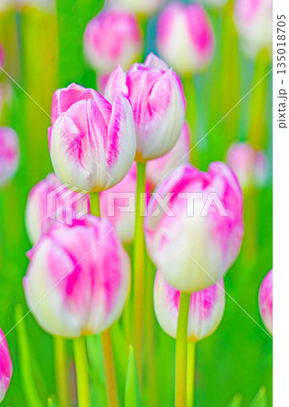 家の周りの草花　四季の色々　植物園の花壇に美しい早咲きのチュウリップの花が咲きました 135018705