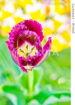 家の周りの草花　四季の色々　植物園の花壇に美しい早咲きのチュウリップの花が咲きました 135018753