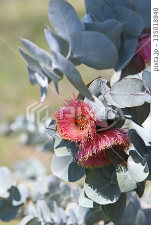 large pink blossoms of the Western Australian native Rose Mallee, Eucalyptus rhodantha, family Myrtaceae. Endemic to south west Western Australia. Flowers winter to spring large pink blossoms of the Western Australian native Rose Mallee, Eucalyptus rhodantha, family Myrtaceae. Endemic to south west Western Australia. Flowers winter to spring 135018940