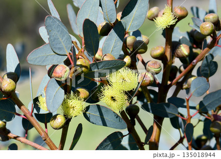 Yellow flowers and buds of the Western Australian native Bell-fruited Mallee, Eucalyptus preissiana, family Myrtaceae. Small tree with mallee growth habit growing in shrubland and heathland Yellow flowers and buds of the Western Australian native Bell-fruited Mallee, Eucalyptus preissiana, family Myrtaceae. Small tree with mallee growth habit growing in shrubland and heathland 135018944
