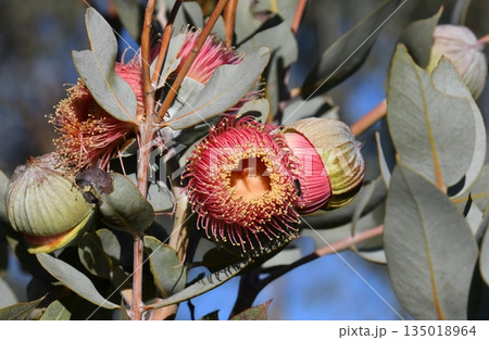 Large pink blossoms, and silver buds and leaves of the Australian native mallee Eucalyptus macrocarpa x youngiana hybrid, family Myrtaceae. Endemic to Western Australia. Large pink blossoms, and silver buds and leaves of the Australian native mallee Eucalyptus macrocarpa x youngiana hybrid, family Myrtaceae. Endemic to Western Australia. 135018964