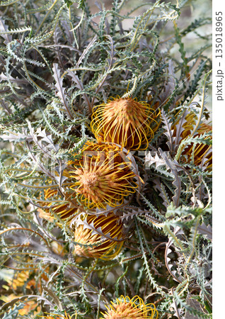 Gold flowers and serrated foliage of the Western Australian native Golden Dryandra, Banksia nobilis, family Proteaceae. Endemic to southwest Western Australia. Used in cut flower industry 135018965