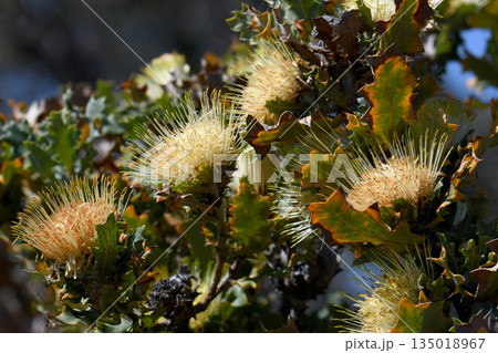 Yellow and orange flowers of the Western Australian native Urchin Dryandra, Banksia undata, formerly Dryandra praemorsa, family Proteaceae. Endemic to open forest of south west Western Australia. 135018967
