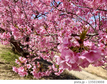 春の訪れを告げる満開の河津桜(葵桜)〈乙川河川敷/愛知県岡崎市〉 135019008