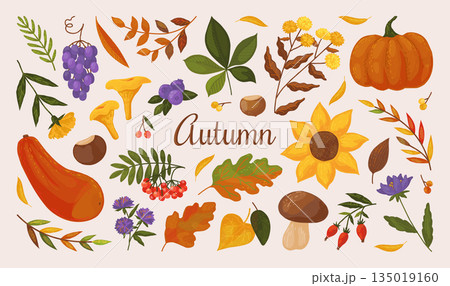 Autumn elements. Fall season leaf, mushroom and pumpkin, apple tree with nature berry plant harvest. Maple, oak leaves stickers. Harvest pumpkin and grape. Vector flat botanical poster 135019160