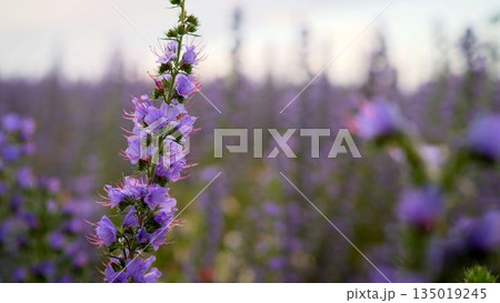 Cyanosis blue. Blue cyaunosis plant. Fields with cyanose. 135019245