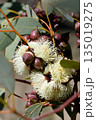 Creamy yellow flowers and buds of the Finke River Mallee, Eucalyptus sessilis, family Myrtaceae. Endemic to open shrubland of Northern Territory and Western Australia. Also known as the Red Bud Mallee 135019275