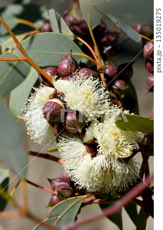 Creamy yellow flowers and buds of the Finke River Mallee, Eucalyptus sessilis, family Myrtaceae. Endemic to open shrubland of Northern Territory and Western Australia. Also known as the Red Bud Mallee Creamy yellow flowers and buds of the Finke River Mallee, Eucalyptus sessilis, family Myrtaceae. Endemic to open shrubland of Northern Territory and Western Australia. Also known as the Red Bud Mallee 135019275