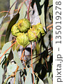 Large ridged flower buds of the Australian native Large fruited Mallee, Eucalyptus youngiana, family Myrtaceae. Endemic to inland South and Western Australia. 135019278