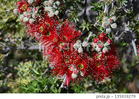 Red flowers of the Australian native Granite Kunzea, Kunzea pulchella, family Myrtaceae. Hardy species endemic to sandy or clay soils and granite outcrops of south Western Australia. Red flowers of the Australian native Granite Kunzea, Kunzea pulchella, family Myrtaceae. Hardy species endemic to sandy or clay soils and granite outcrops of south Western Australia. 135019279